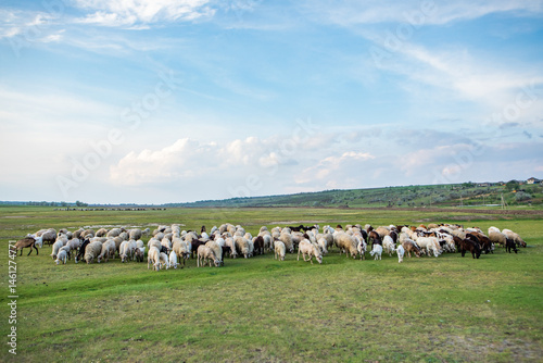 Obraz na płótnie Herd of sheep grazing on a green meadow in the village in Republic of Moldova. w salonie