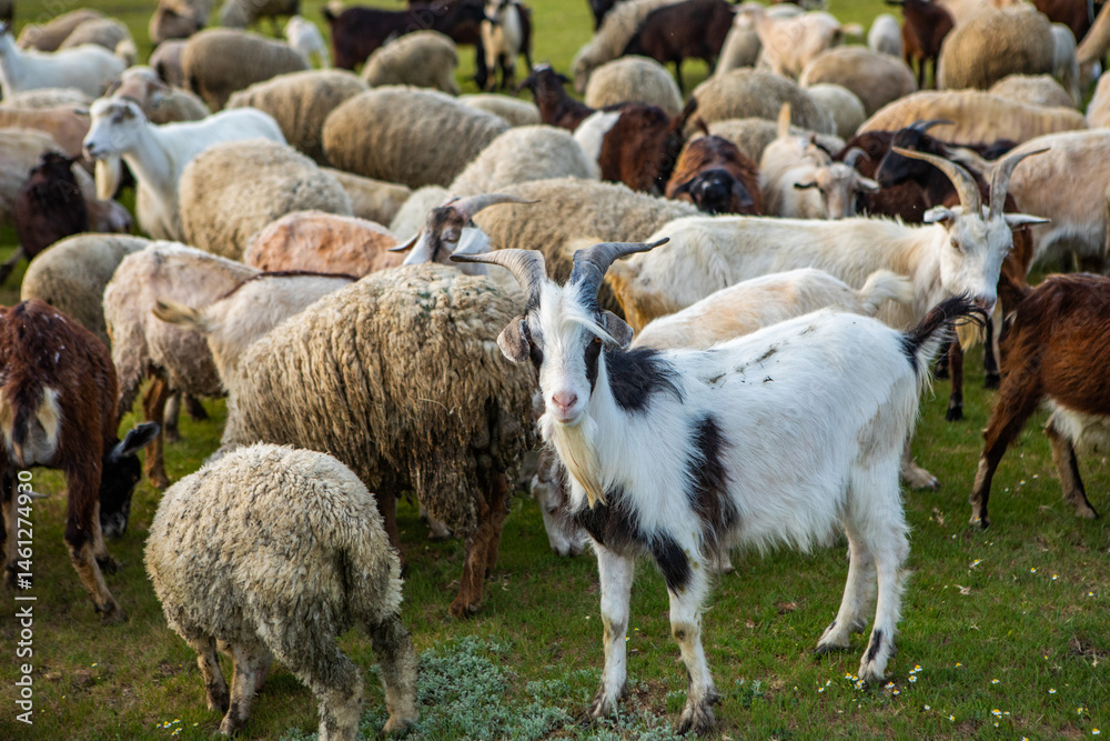 Herd of sheep grazing on a green meadow in the village in Republic of Moldova.