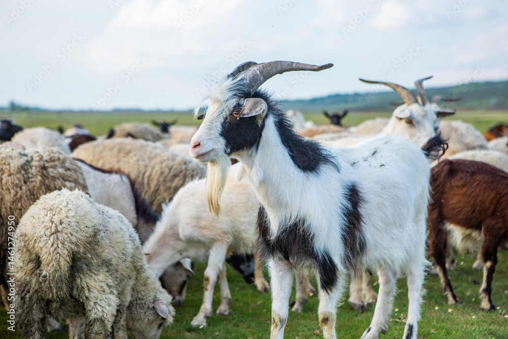 Herd of sheep grazing on a green meadow in the village in Republic of Moldova.