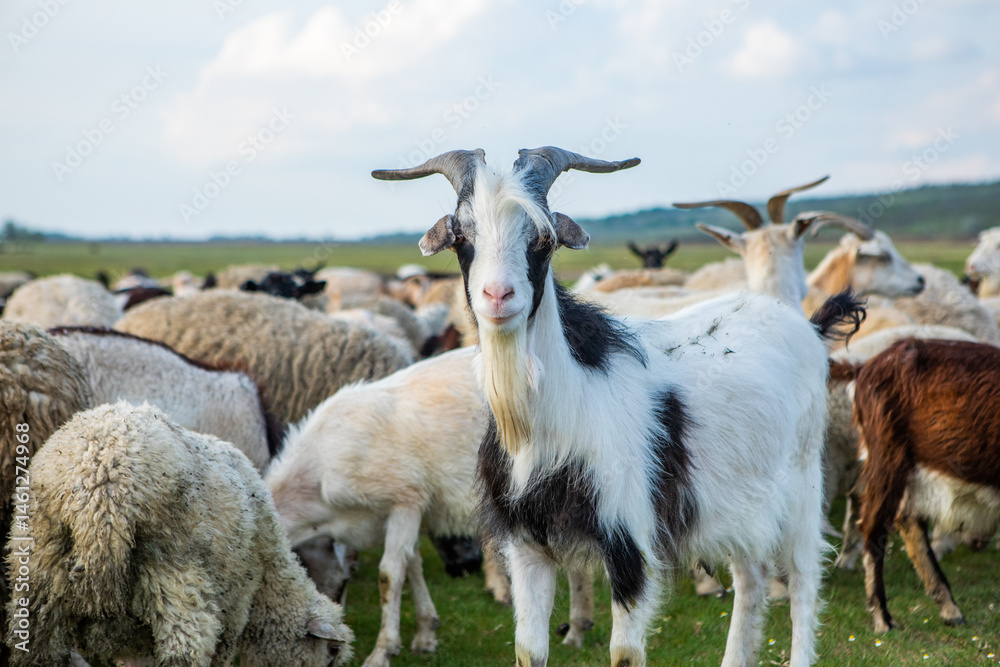 Herd of sheep grazing on a green meadow in the village in Republic of Moldova.