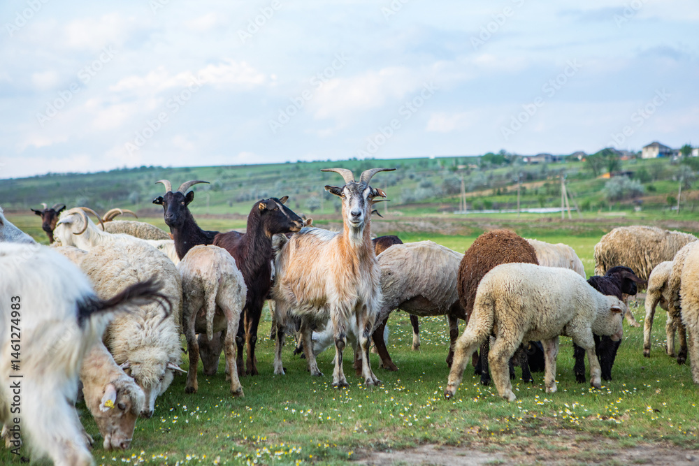Herd of sheep grazing on a green meadow in the village in Republic of Moldova.