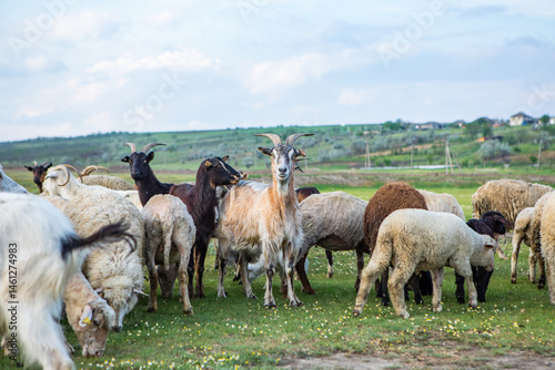 Obraz na płótnie Herd of sheep grazing on a green meadow in the village in Republic of Moldova. w salonie