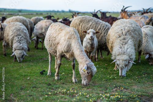 Herd of sheep grazing on a green meadow in the village in Republic of Moldova.