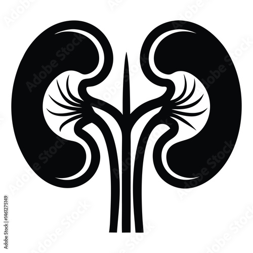 Black silhouette of a kidney, Human kidney anatomy. Kidney medical science vector illustration. Internal human organ: kidney, ureter and tract, renal artery, aorta and vein