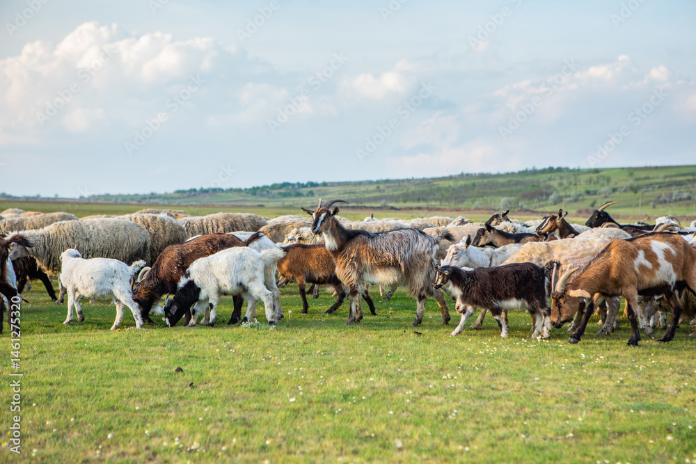 Herd of sheep grazing on a green meadow in the village in Republic of Moldova.