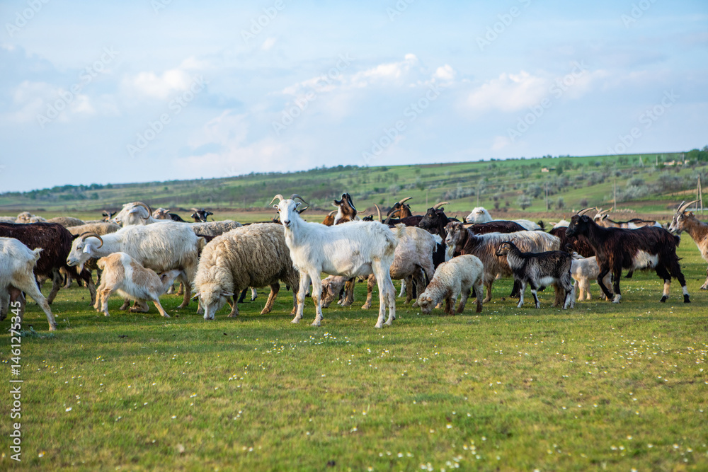 Herd of sheep grazing on a green meadow in the village in Republic of Moldova.