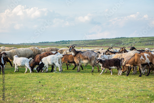 Obraz na płótnie Herd of sheep grazing on a green meadow in the village in Republic of Moldova. w salonie