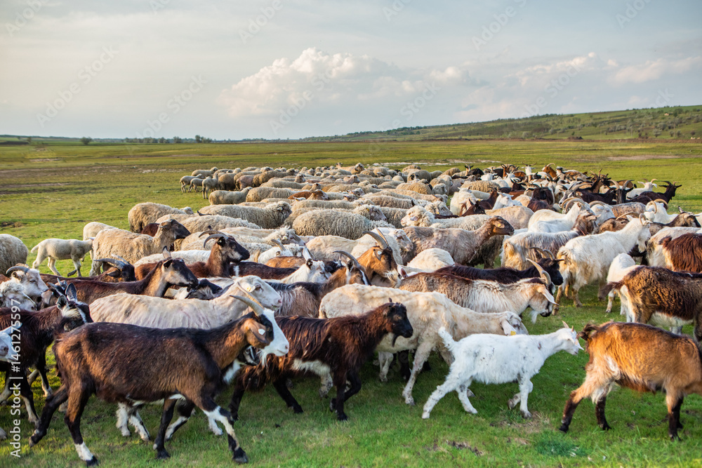 Herd of sheep grazing on a green meadow in the village in Republic of Moldova.
