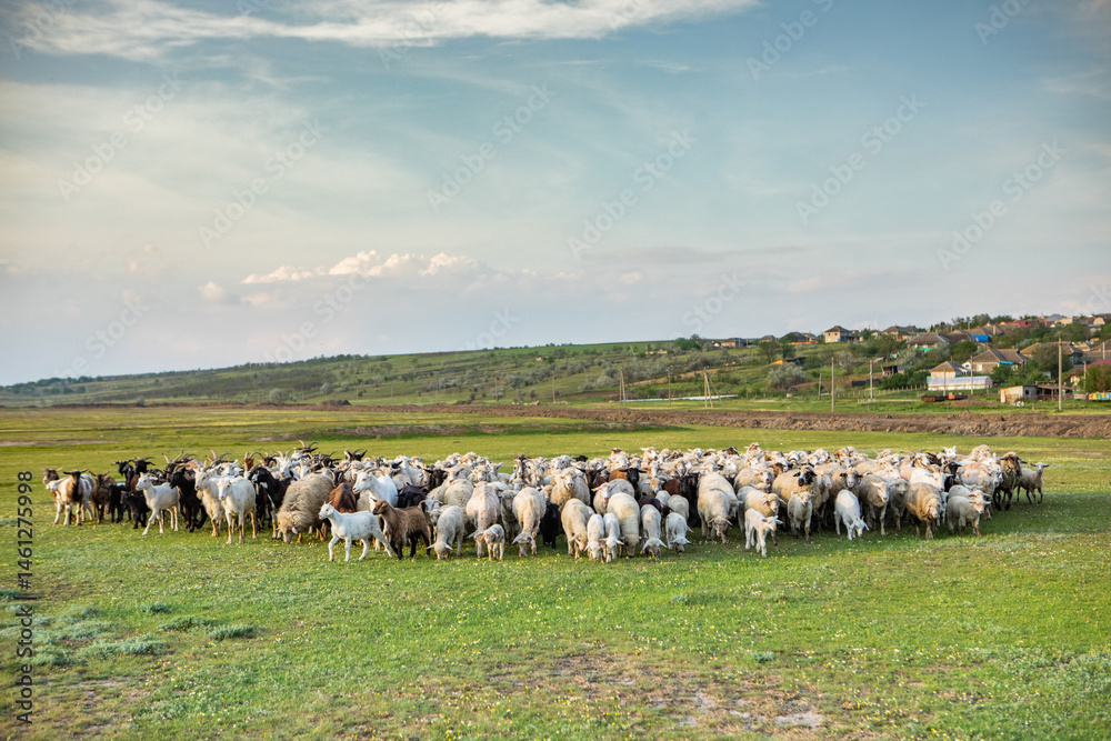 Herd of sheep grazing on a green meadow in the village in Republic of Moldova.
