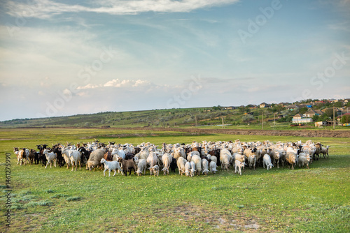 Obraz na płótnie Herd of sheep grazing on a green meadow in the village in Republic of Moldova. w salonie