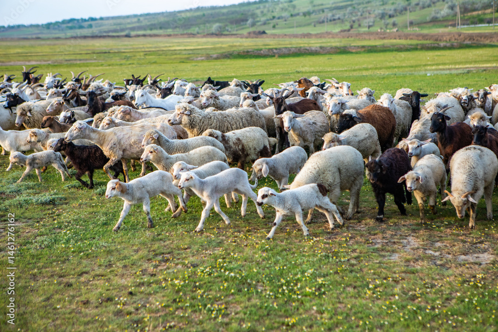 Herd of sheep grazing on a green meadow in the village in Republic of Moldova.