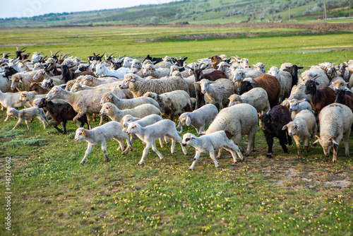 Obraz na płótnie Herd of sheep grazing on a green meadow in the village in Republic of Moldova. w salonie