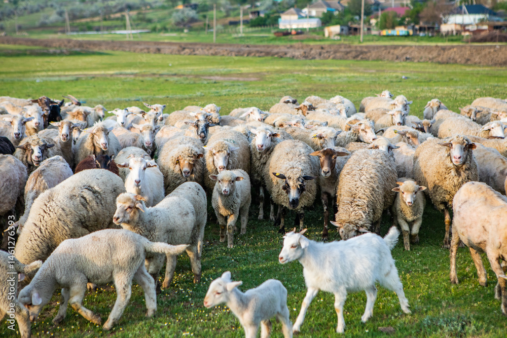 Herd of sheep grazing on a green meadow in the village in Republic of Moldova.