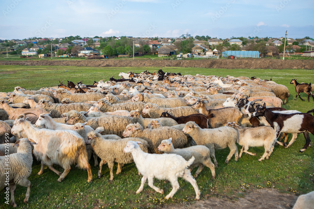 Herd of sheep grazing on a green meadow in the village in Republic of Moldova.