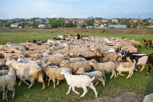 Obraz na płótnie Herd of sheep grazing on a green meadow in the village in Republic of Moldova. w salonie