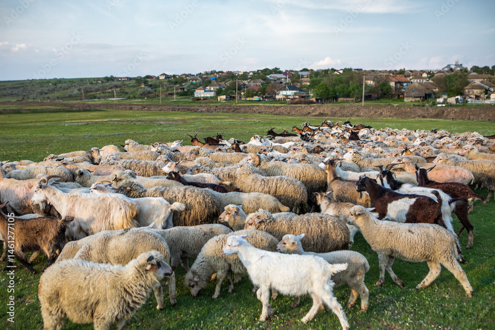 Herd of sheep grazing on a green meadow in the village in Republic of Moldova.