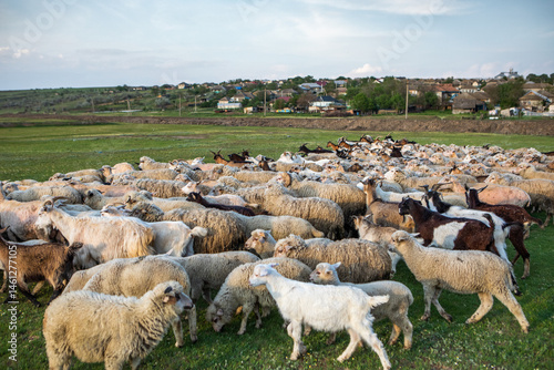Obraz na płótnie Herd of sheep grazing on a green meadow in the village in Republic of Moldova. w salonie