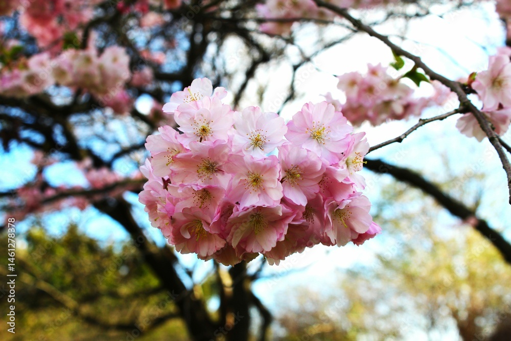 Obraz premium Cherry blossoms in full bloom.