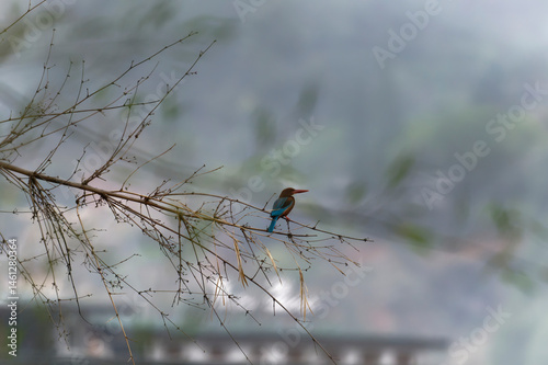 white throated kingfisher on a branch