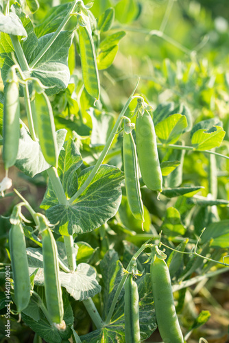 green pea pods on a pea plants in a garden. Growing peas outdoors