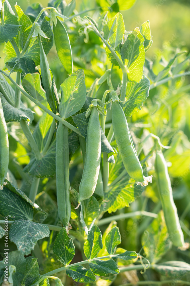 green pea pods on a pea plants in a garden. Growing peas outdoors green pea pods on a pea plants in a garden. Growing peas outdoors