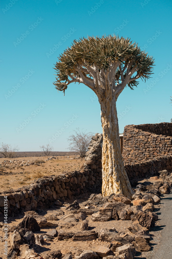quiver tree by dry season