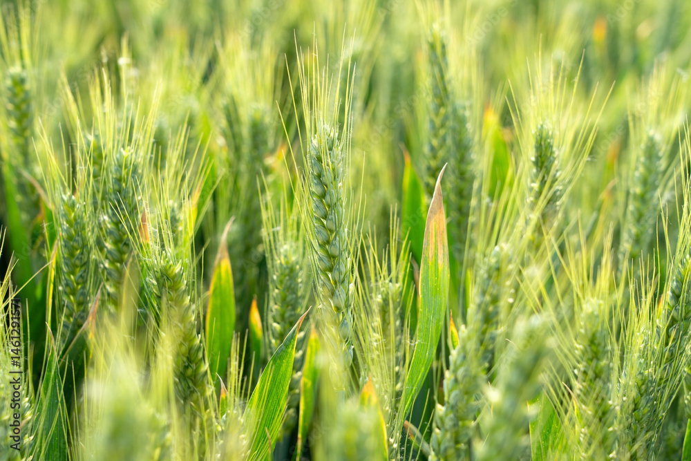 green ears of meadow wheat field. Ears of green wheat close up.