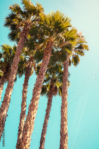 Palm trees against the blue sky. Tropical nature background