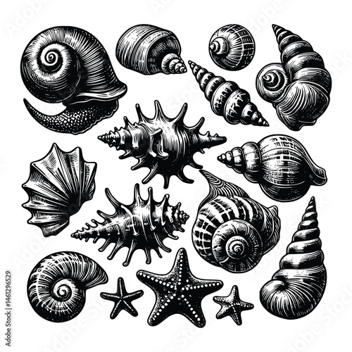 Vintage Seashells Illustration set, Black ink vector drawing, isolated background