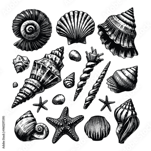 Set Illustration of Seashells, Black ink vector sketch drawing, isolated background