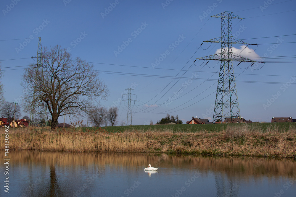 Łabędź niemy (Cygnus olor) na jeziorze na tle słupów energetycznych