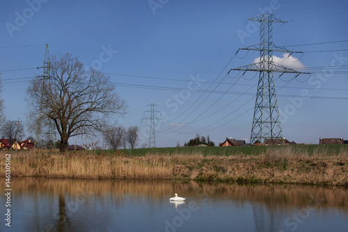 Obraz na płótnie Łabędź niemy (Cygnus olor) na jeziorze na tle słupów energetycznych w salonie