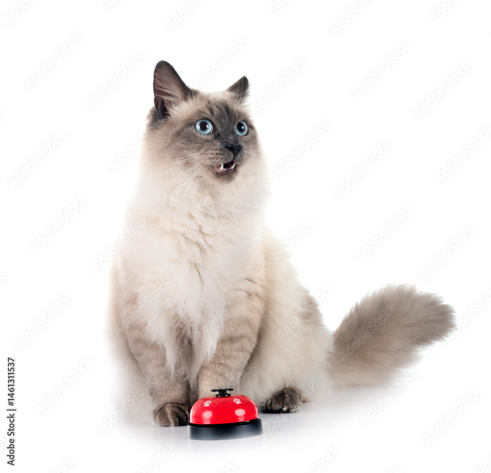 siberian cat and bell in studio