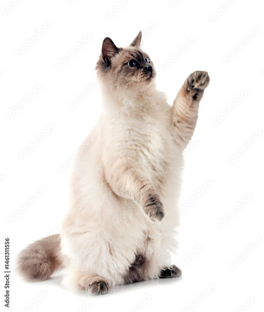 siberian cat in studio