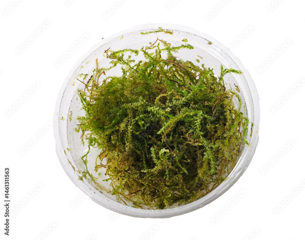 Taxiphyllum in studio