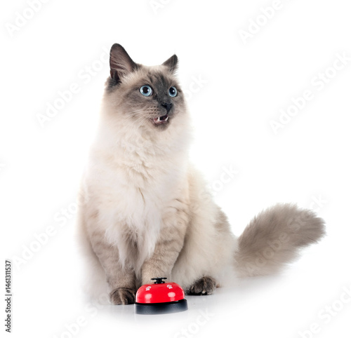 Obraz na płótnie siberian cat and bell in studio w salonie