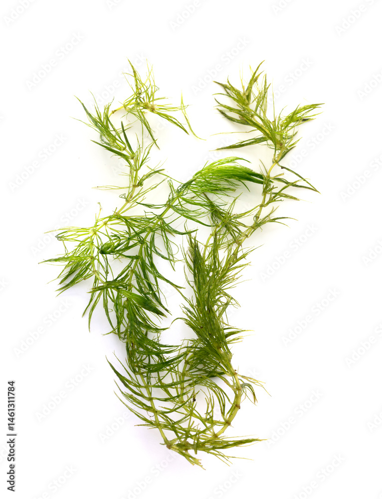 portion of Ceratophyllum in studio
