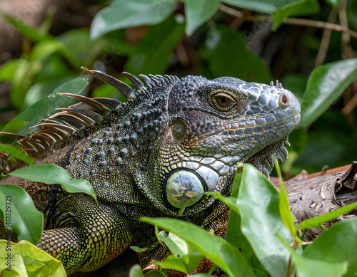 A vibrant green iguana basks on a moss-covered rock in a lush rainforest setting.  Its scales shimmer in the dappled sunlight filtering through the canopy.