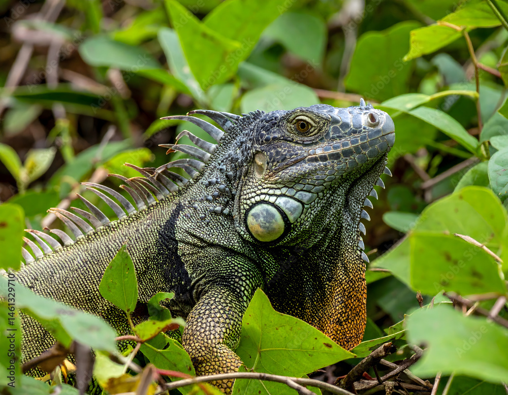 Fototapeta premium A vibrant green iguana camouflaged amidst dense tropical vegetation. Its scales shimmer in the sunlight, showcasing the reptile's intricate details