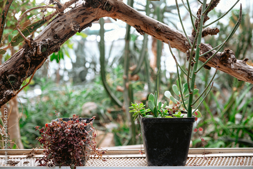 Potted plants in a lush indoor garden filled with greenery and natural light