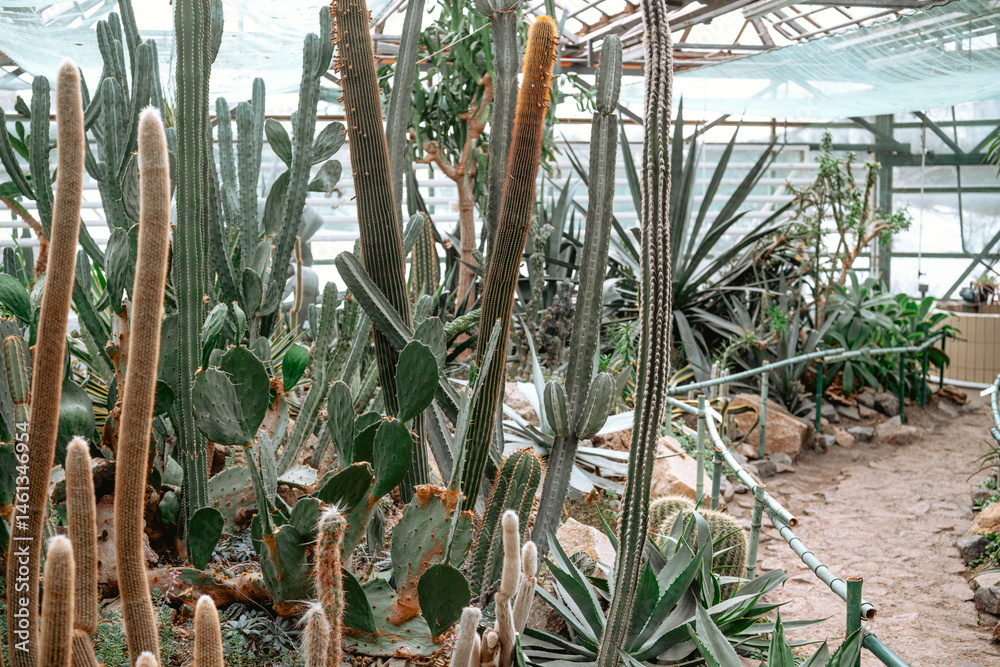 Explore a beautiful cactus garden with diverse plants in a greenhouse