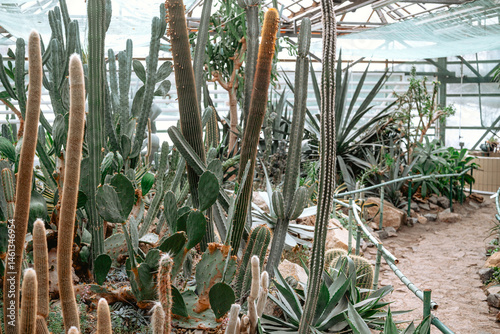 Obraz na płótnie Explore a beautiful cactus garden with diverse plants in a greenhouse w salonie
