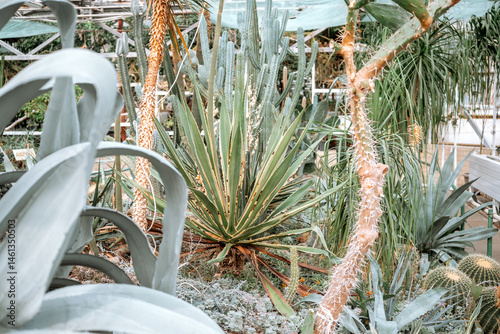 Cactus and succulent garden showcasing diverse plant life in bright environment
