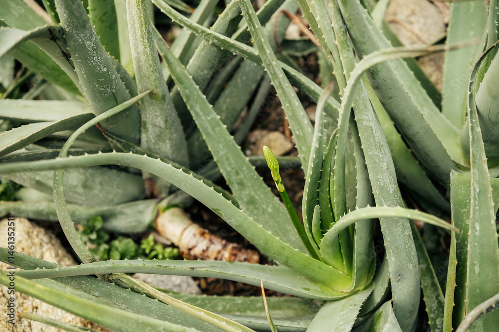 Aloe vera plant thriving in a garden with new growth in springtime sunlight