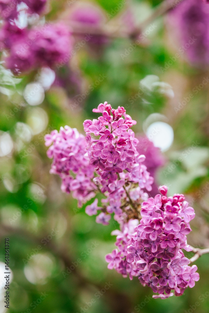 Vibrant lilac flowers bloom in a garden during spring season Vibrant lilac flowers bloom in a garden during spring season