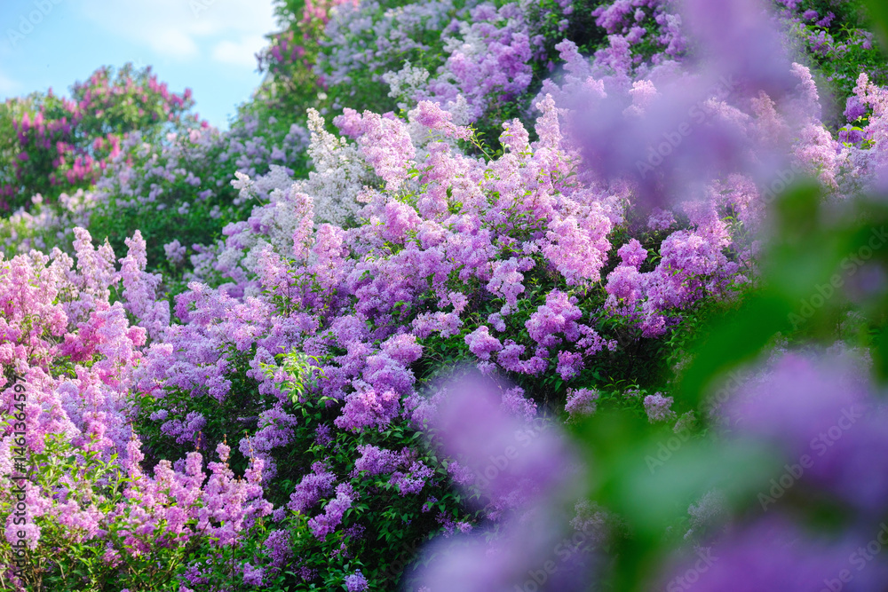 Obraz premium Colorful lilac flowers bloom vibrantly in a sunlit garden during springtime