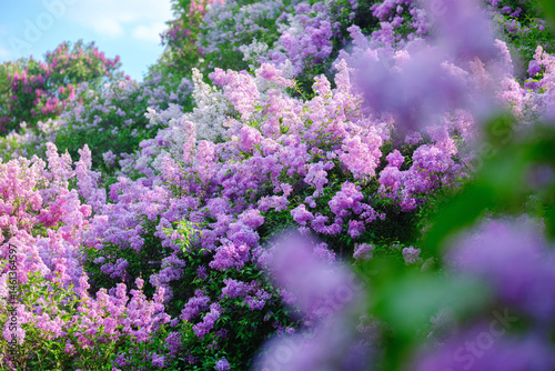 Colorful lilac flowers bloom vibrantly in a sunlit garden during springtime