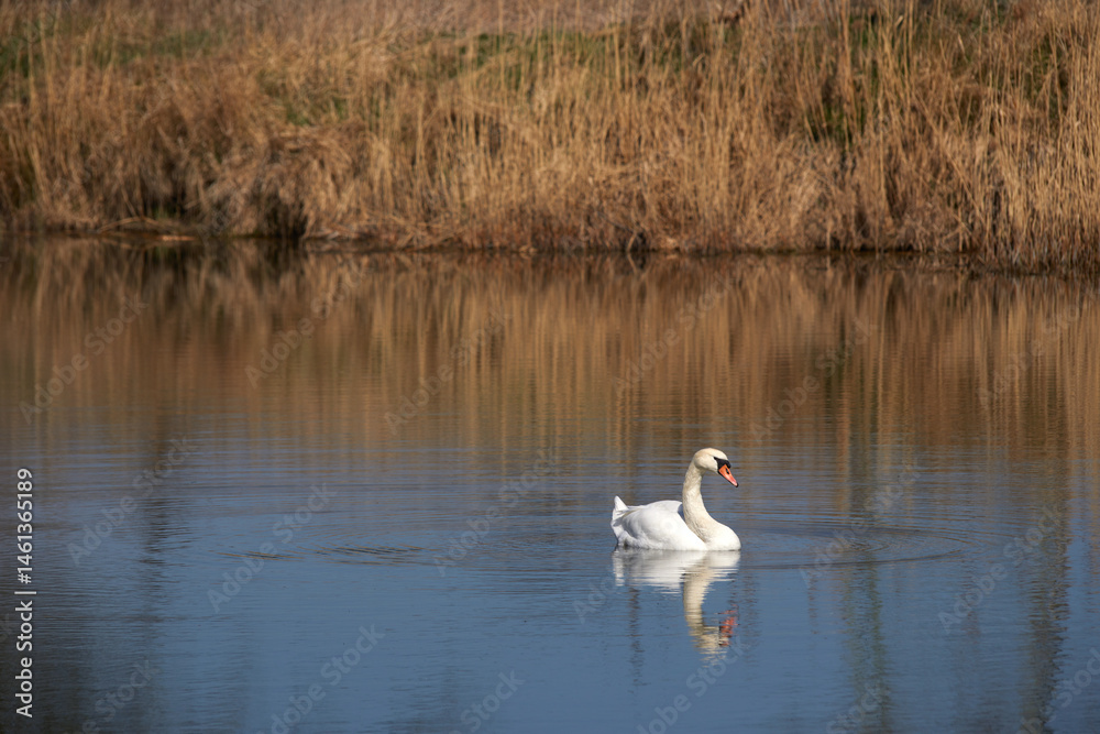 Łabędź niemy (Cygnus olor) na jeziorze w Polsce