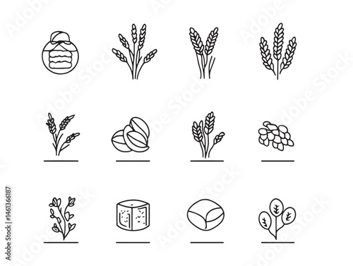 buckwheat food line art illustration for healthy eating