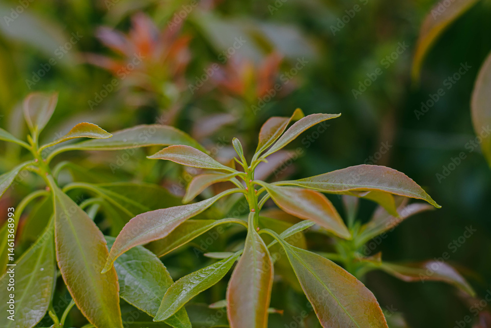 Young shoots of a plant with reddish edges in a garden, close up